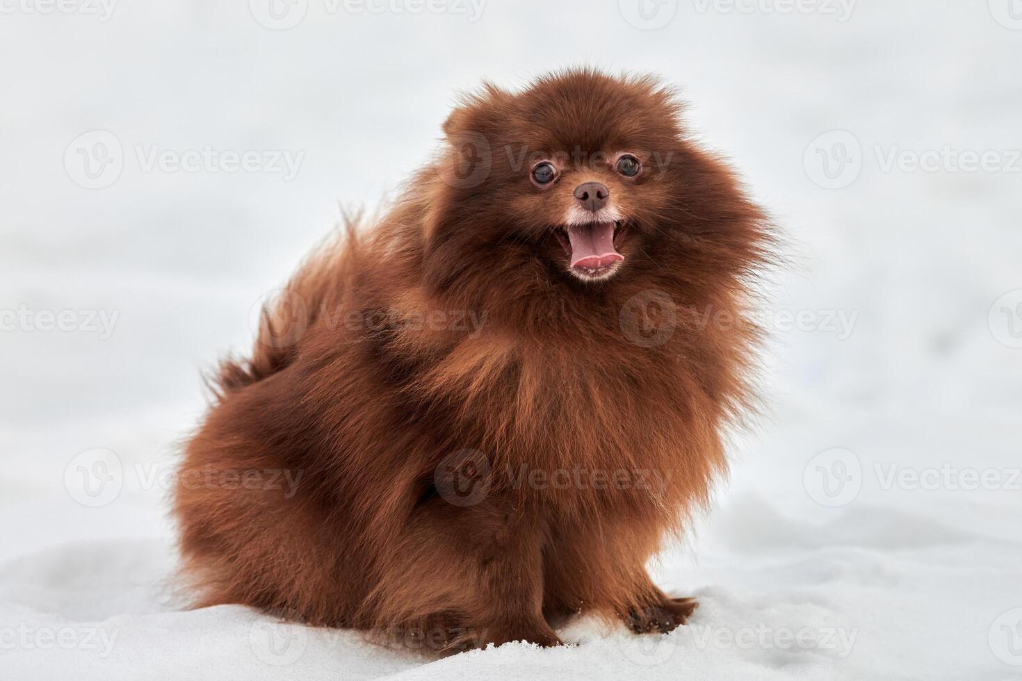 Funny Pomeranian Spitz dog on winter outdoor walking full size side view portrait cute brown Spitz photo
