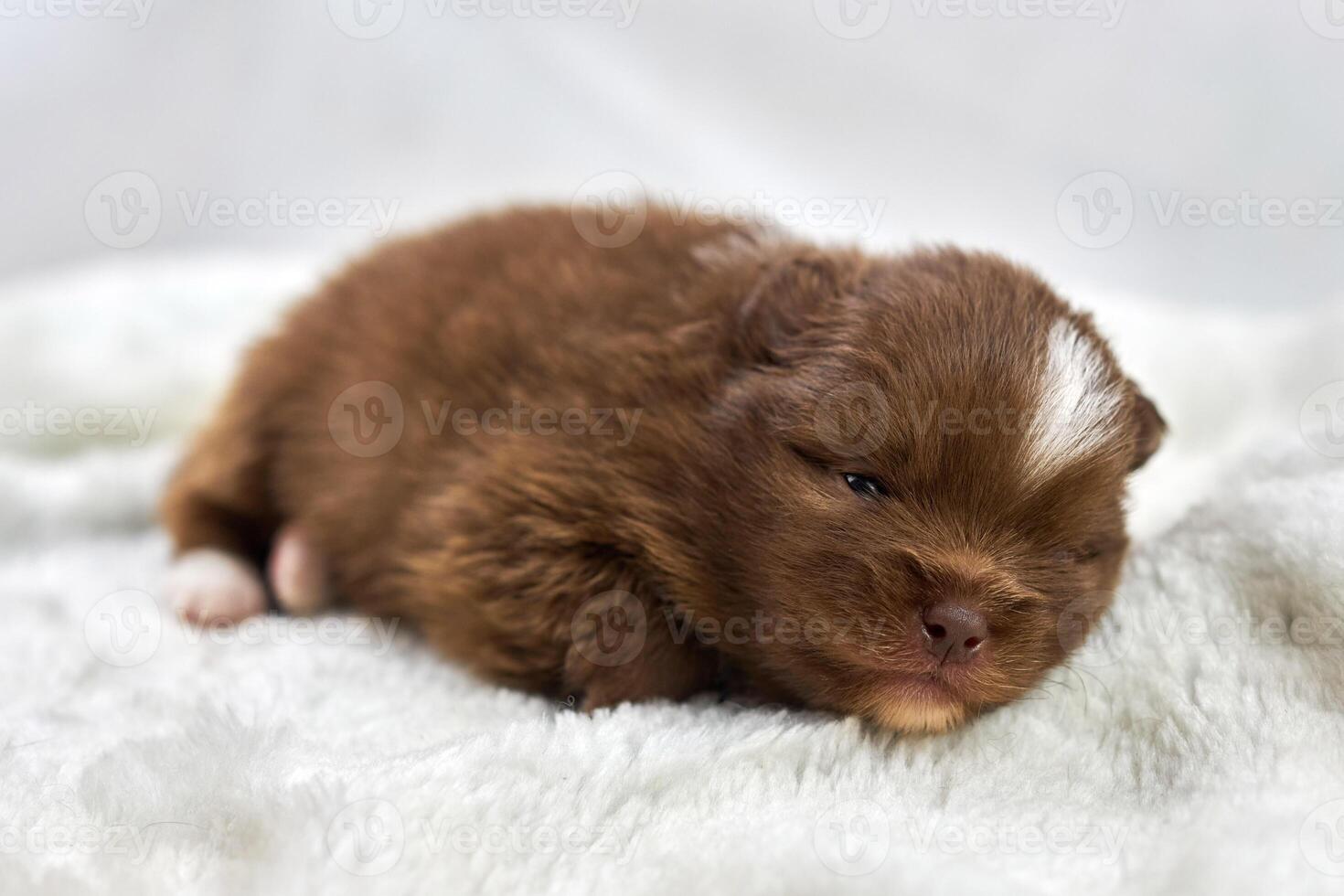 Little Chihuahua puppy on soft white fabric, cute sleepy brown white dog breed on white background photo
