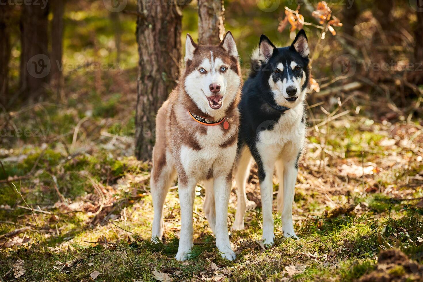 Two Siberian Husky dogs stands on forest grass, full size Husky dogs portrait photo