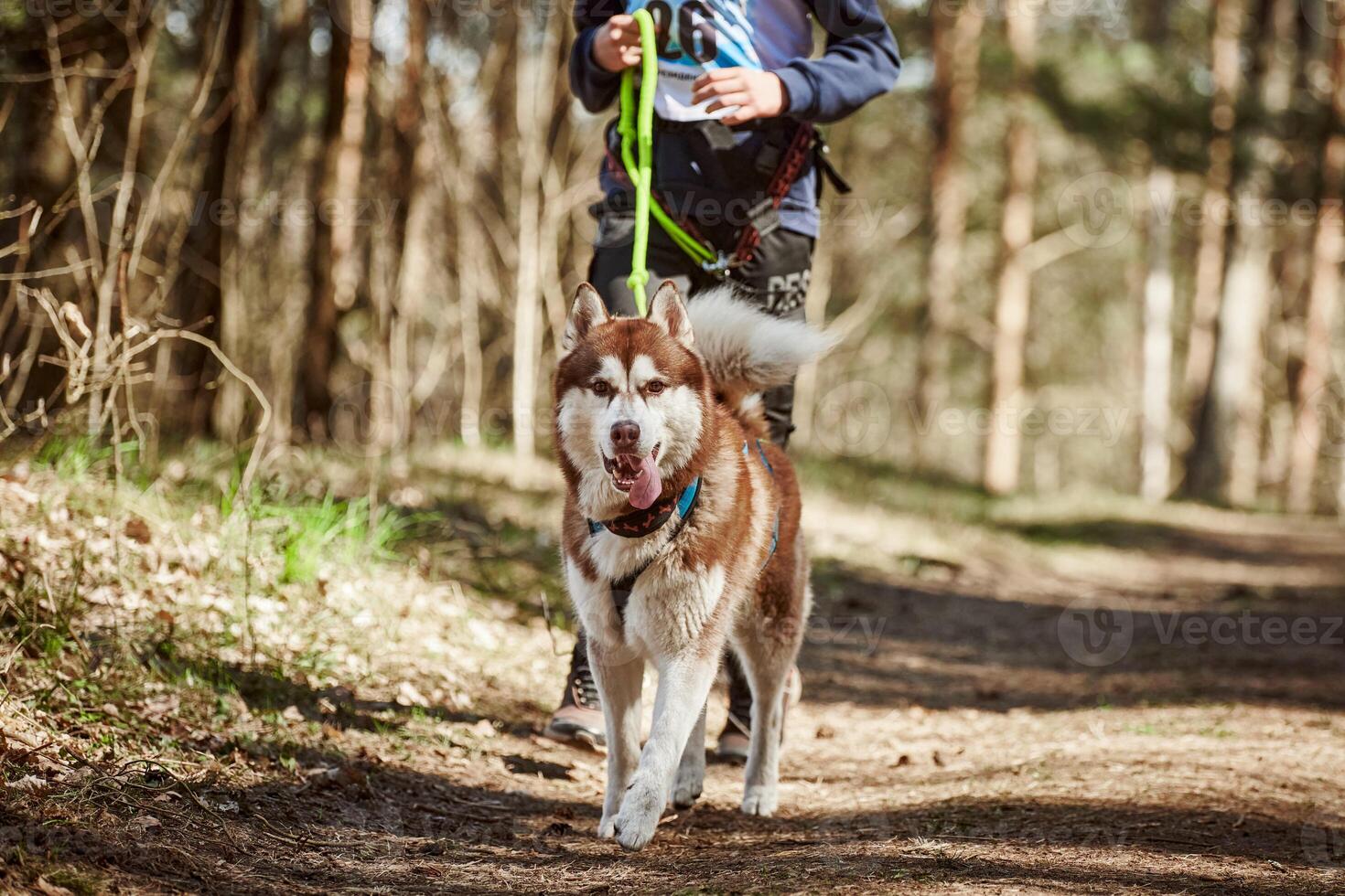 Running Siberian Husky dog in harness pulling man on autumn forest country road photo