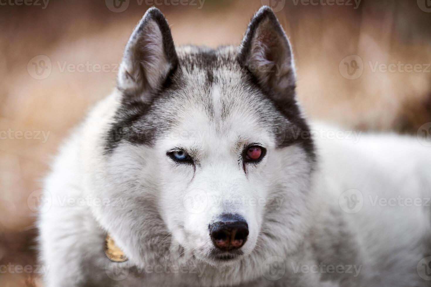 Siberian Husky dog with eye injury close up portrait beautiful Husky dog with black white coat color photo