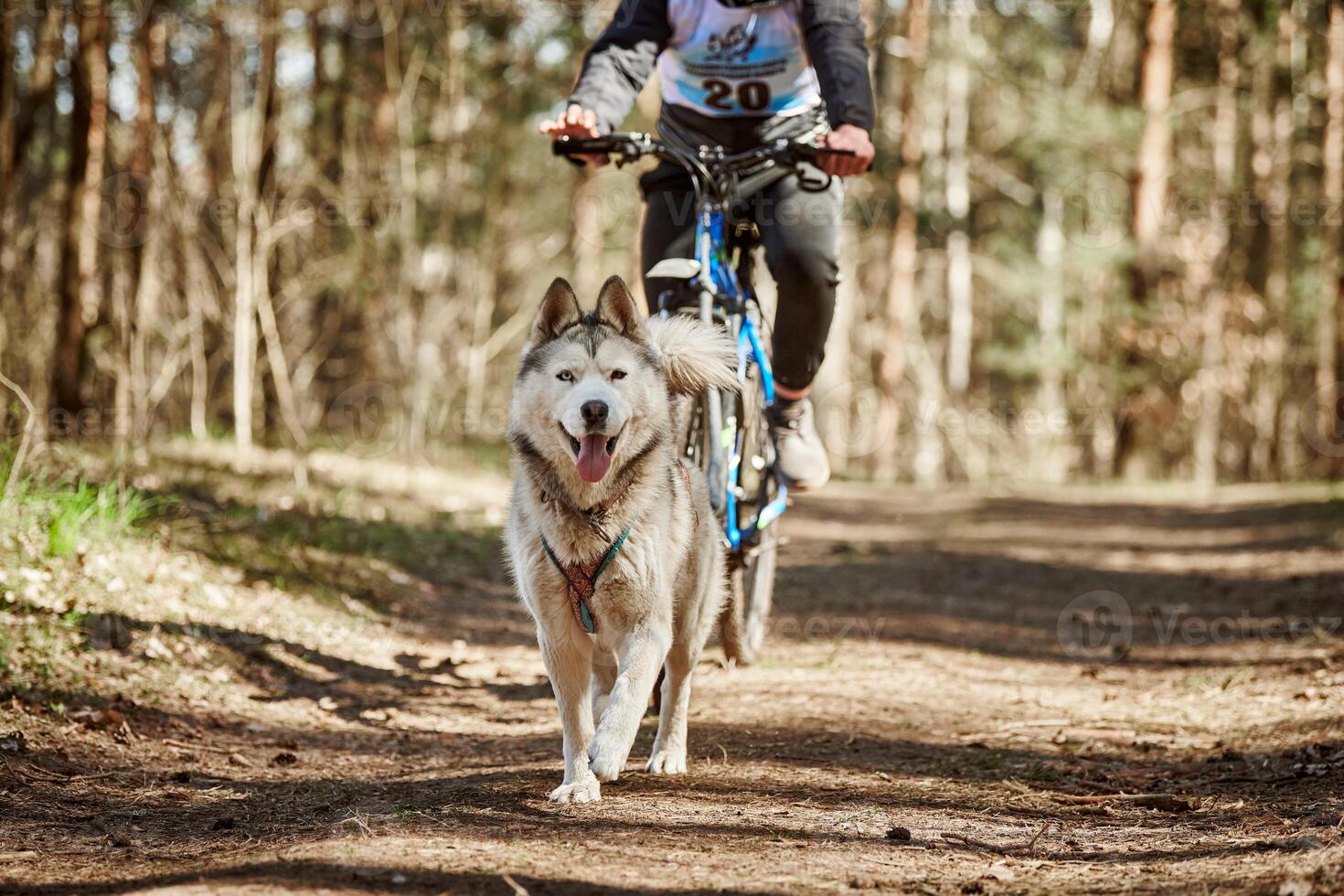 Running Siberian Husky sled dog in harness pulling bike on autumn forest dry land bikejoring photo