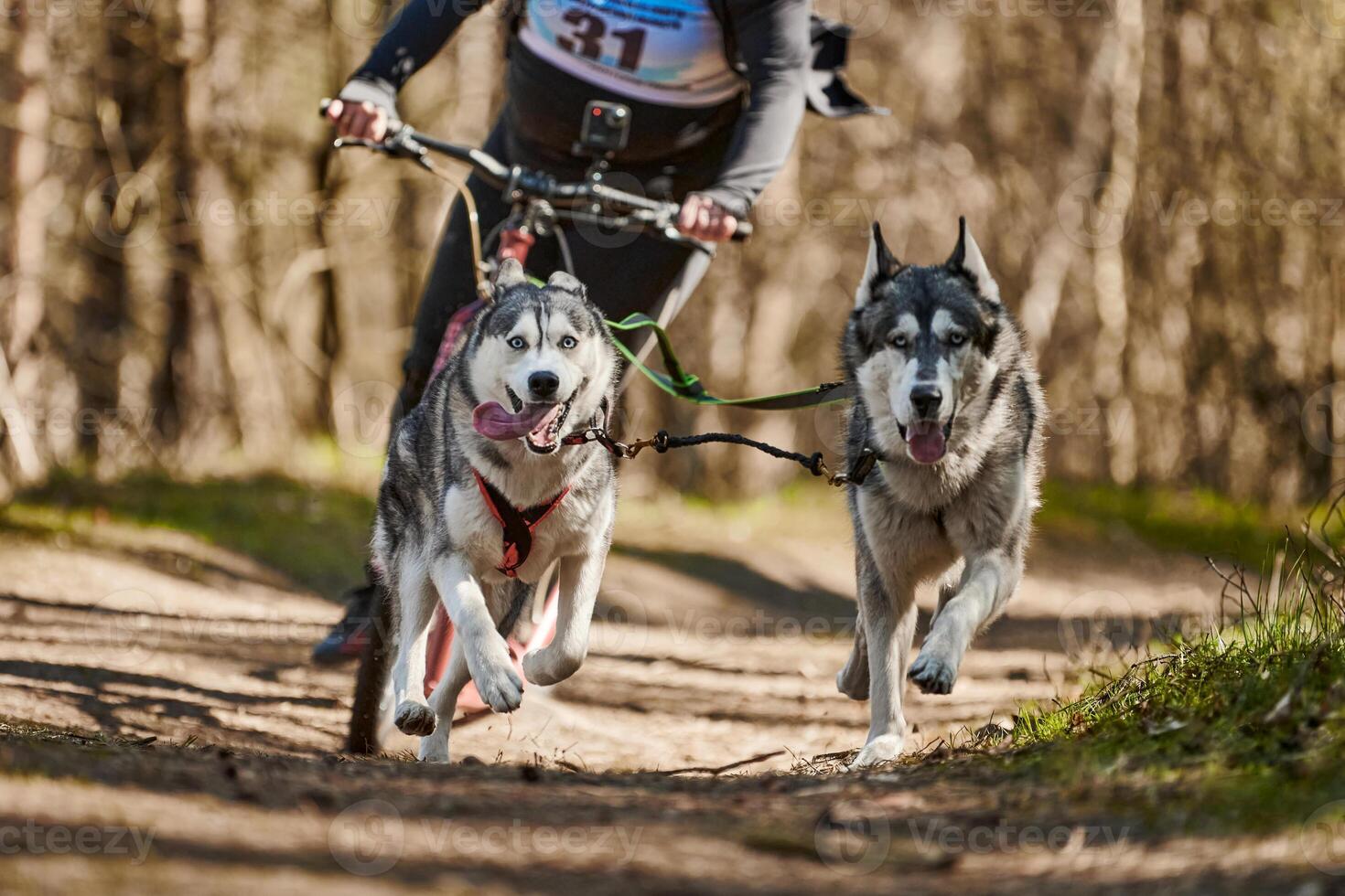 Running Siberian Husky sled dogs in harness pulling scooter on autumn forest dry land scootering photo