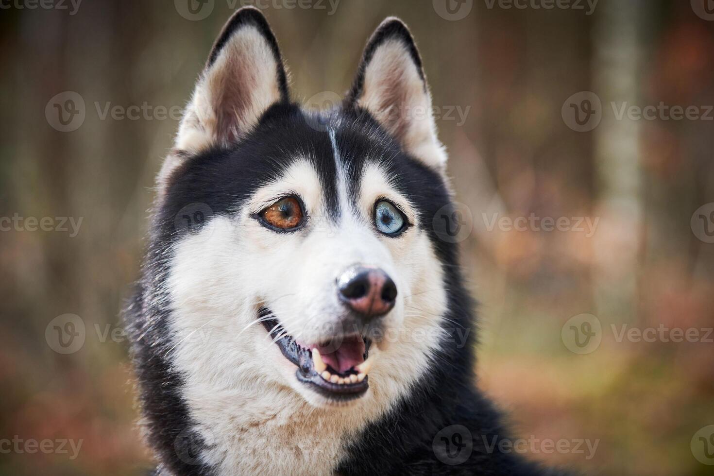 Siberian Husky dog with huge eyes, funny surprised Husky dog with confused big eyes, excited doggy photo