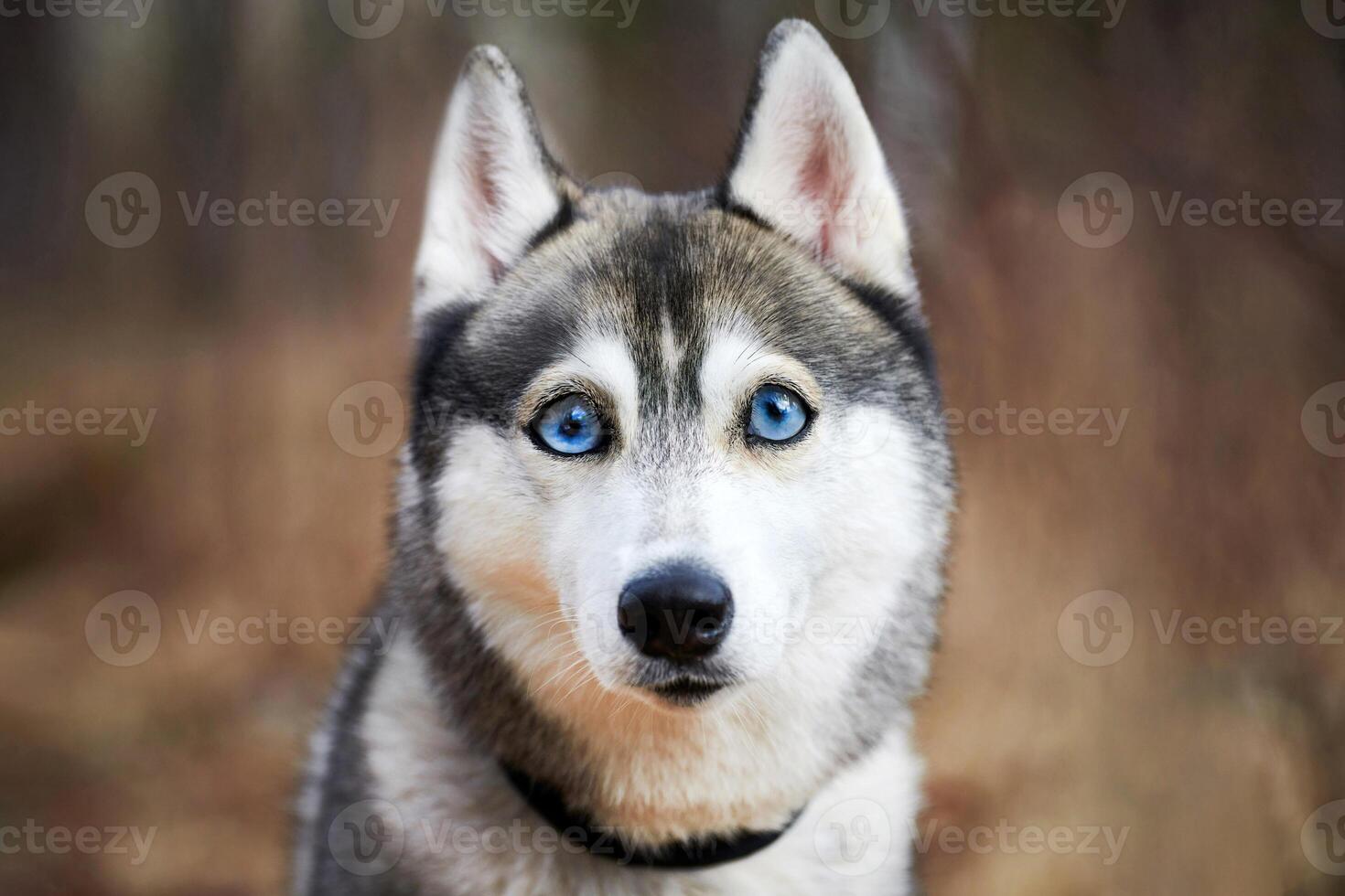 Siberian Husky dog with huge eyes, funny surprised Husky dog with confused big eyes, excited doggy photo