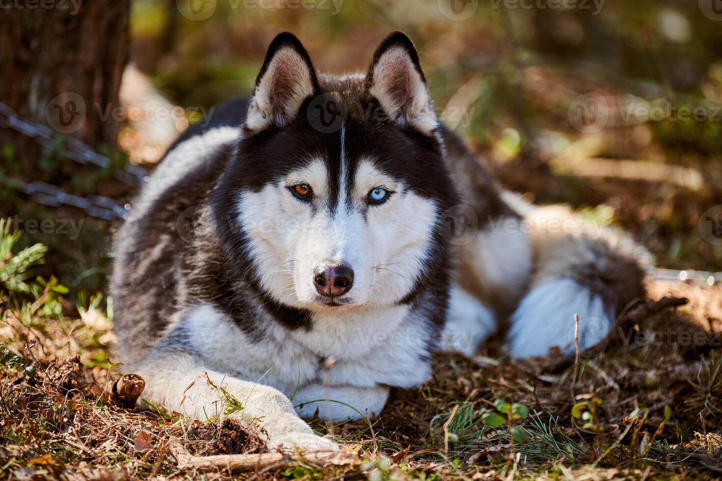 Siberian Husky dog lying on forest grass, full size resting Husky dog portrait with blue brown eyes photo
