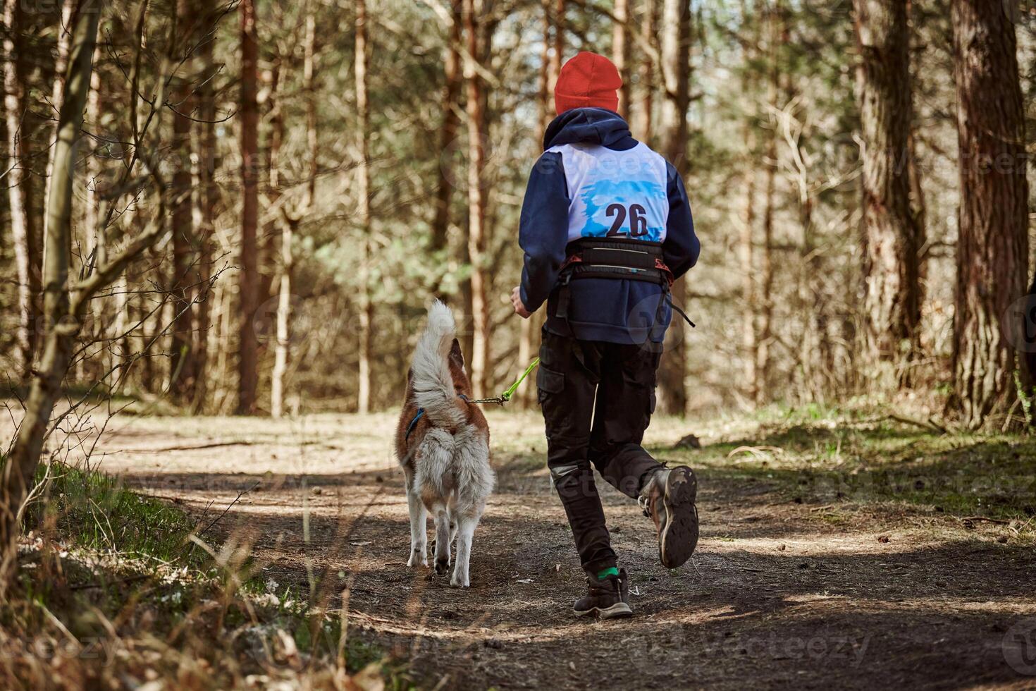 Back view to running Siberian Husky sled dog in harness pulling man on autumn forest country road photo