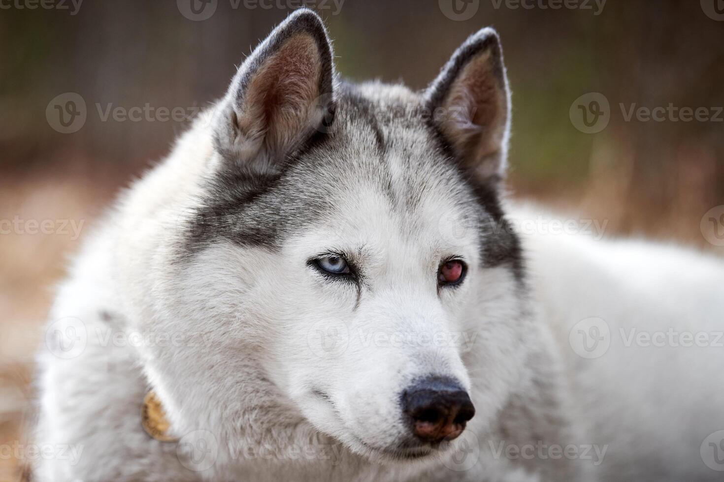 Siberian Husky dog with eye injury close up portrait beautiful Husky dog with black white coat color photo