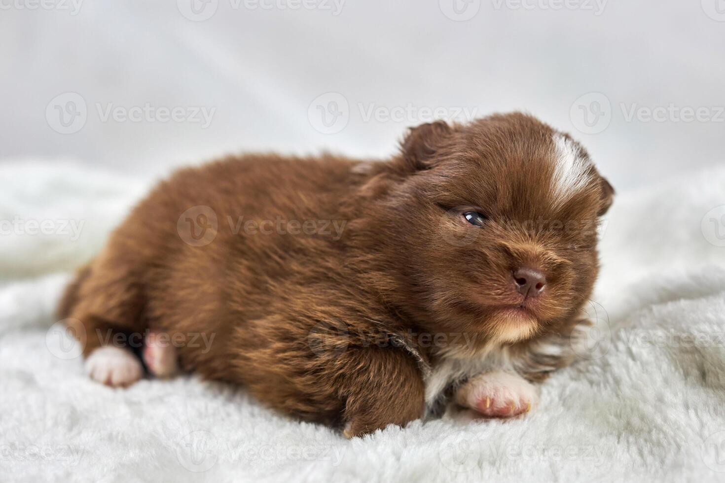 Little Chihuahua puppy on soft white fabric, cute sleepy brown white dog breed on white background photo