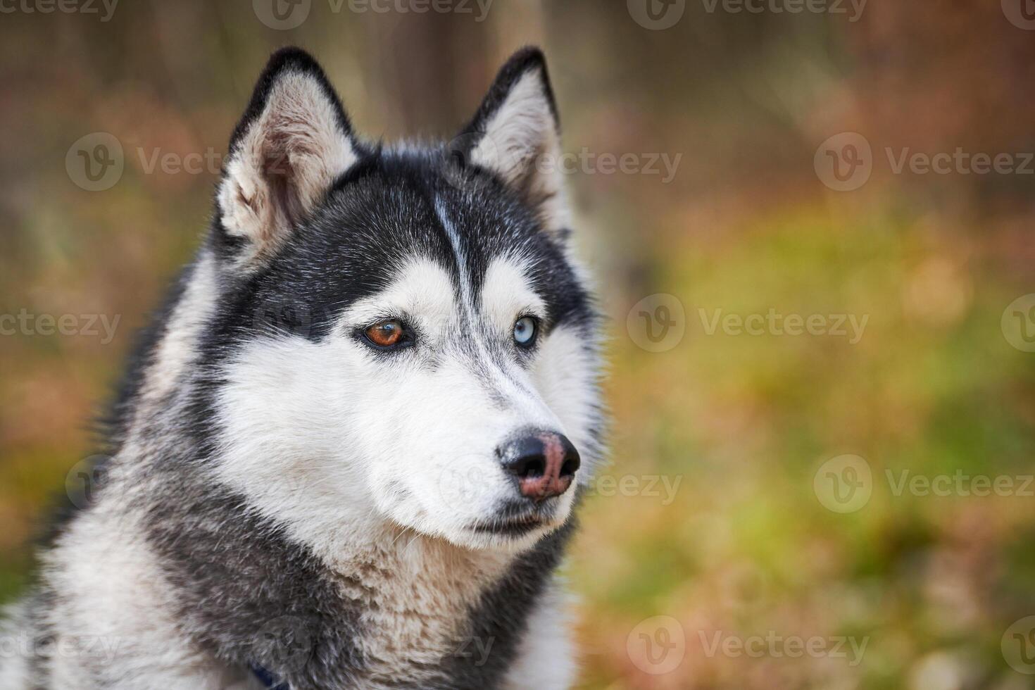 Siberian Husky dog profile portrait with black gray white coat color, cute sled dog breed photo
