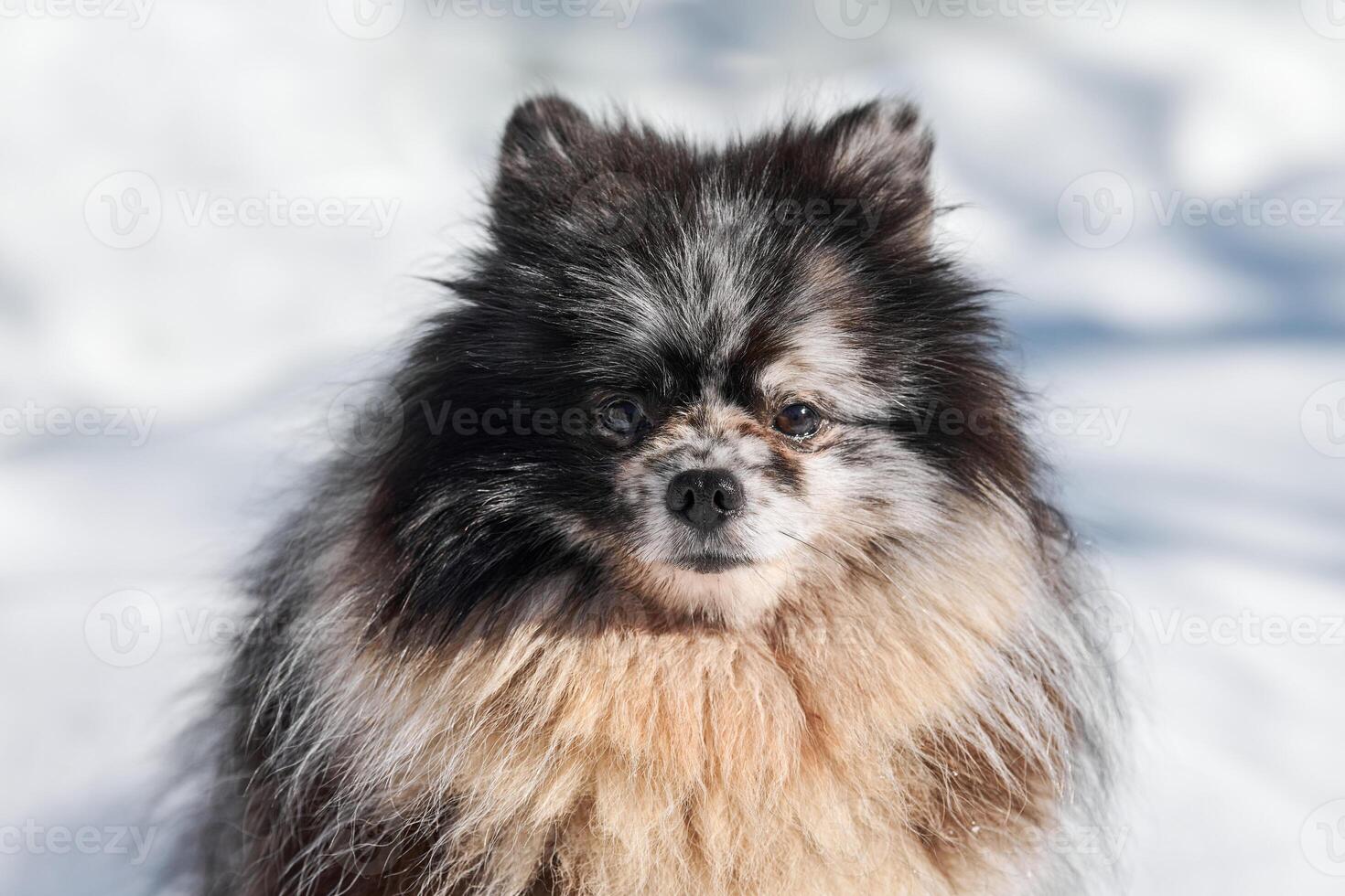 Pomeranian Spitz dog close up portrait, cute black marble with tan Spitz puppy sitting on snow photo