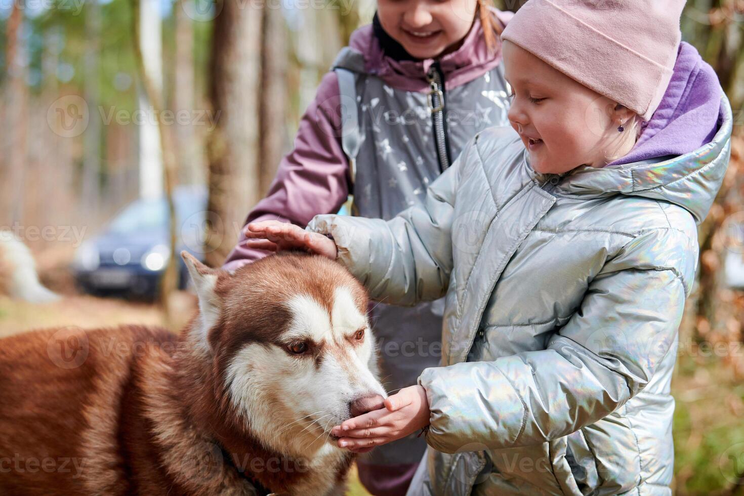 Two little girls in jackets playing and petting brown Siberian Husky dog, meet of dog and children photo