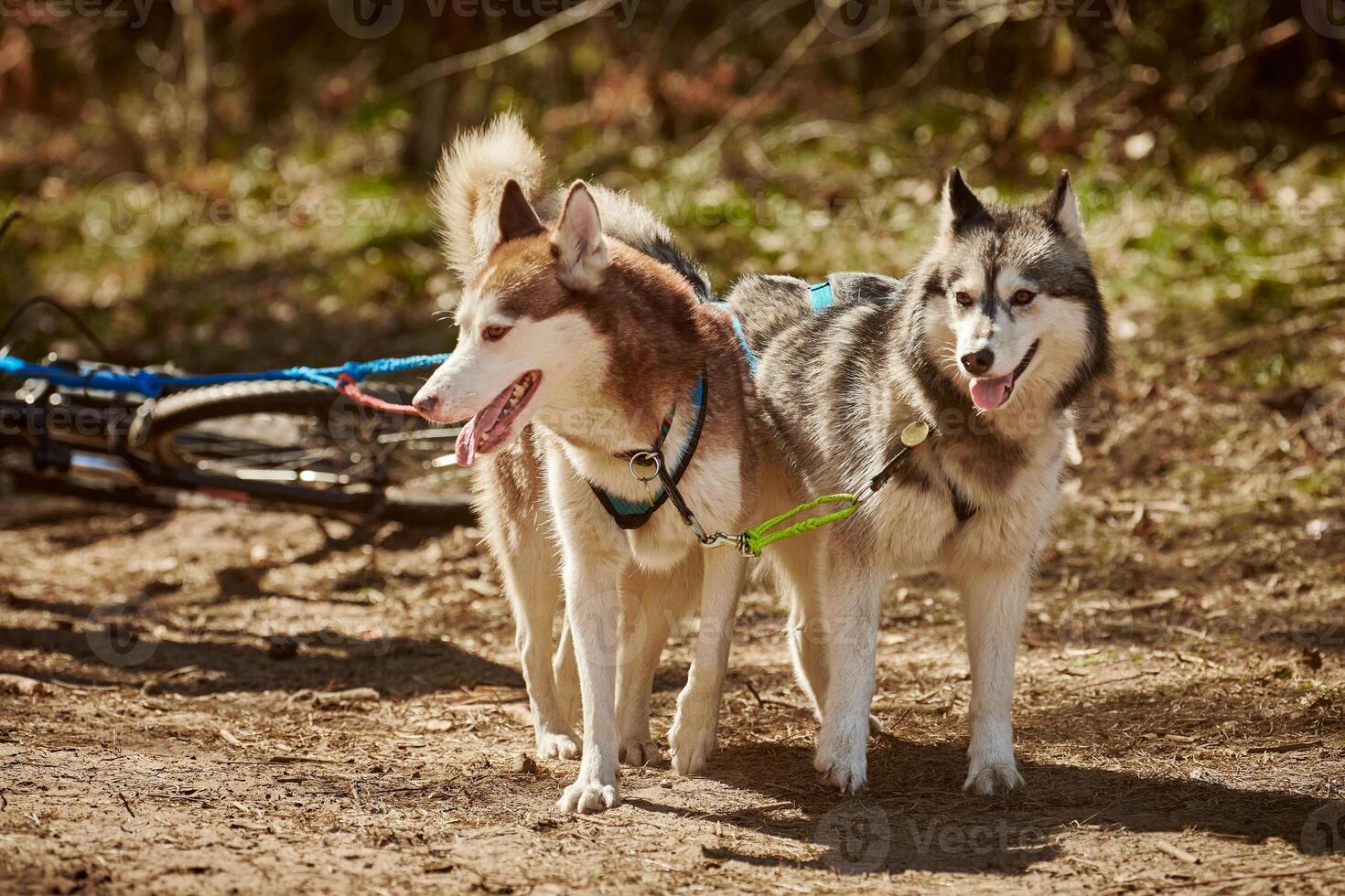 Siberian Husky sled dogs in harness fastened to scooter on autumn forest dry land scootering photo