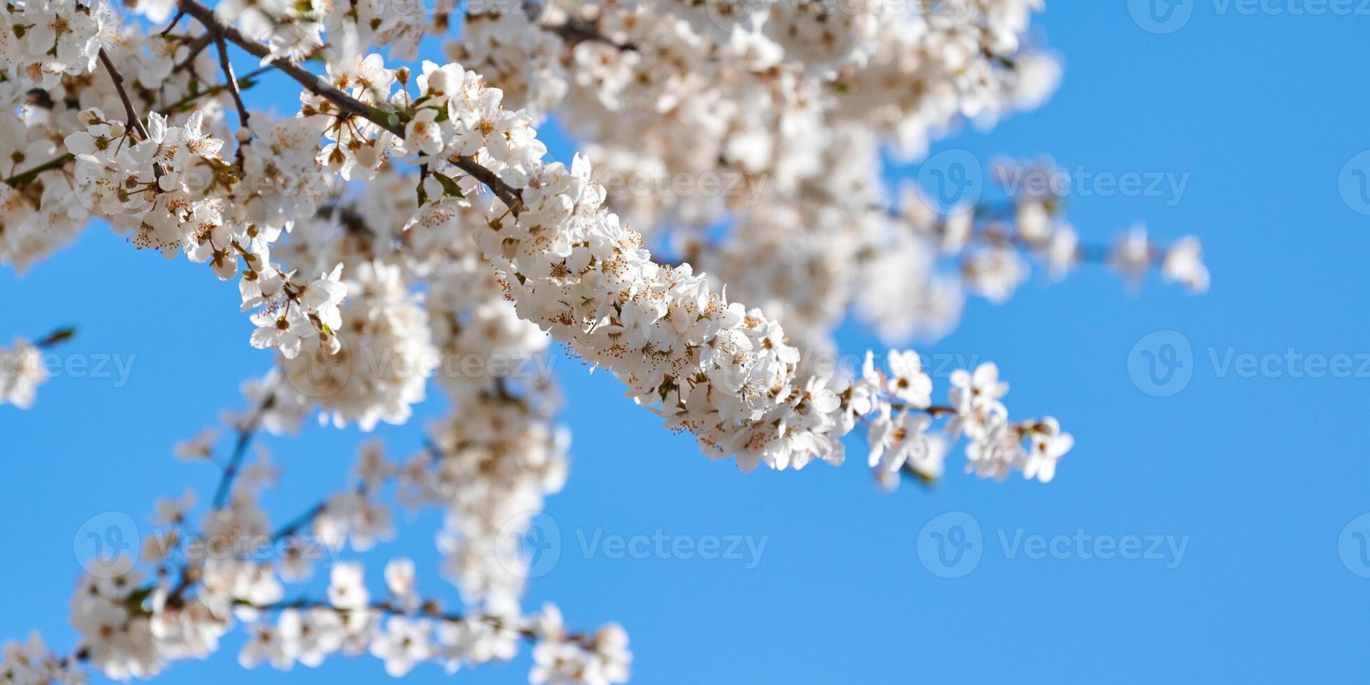 White plum blossom on blue sky background, beautiful white flowers of prunus tree in city garden photo