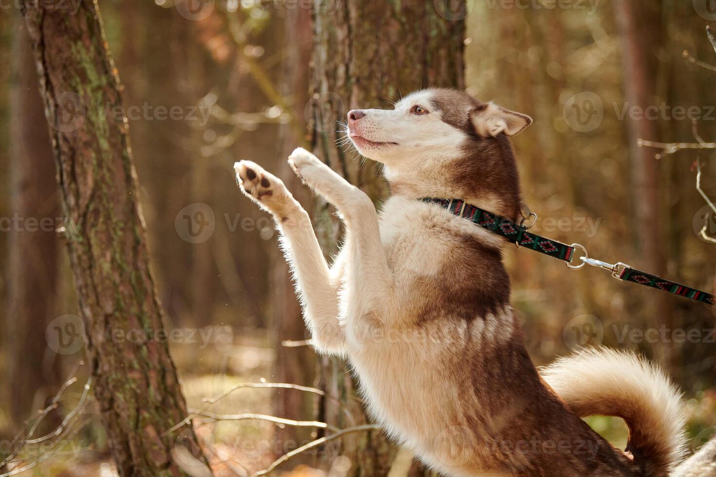 Siberian Husky dog standing on hind legs on autumn forest background, funny Husky dog portrait photo