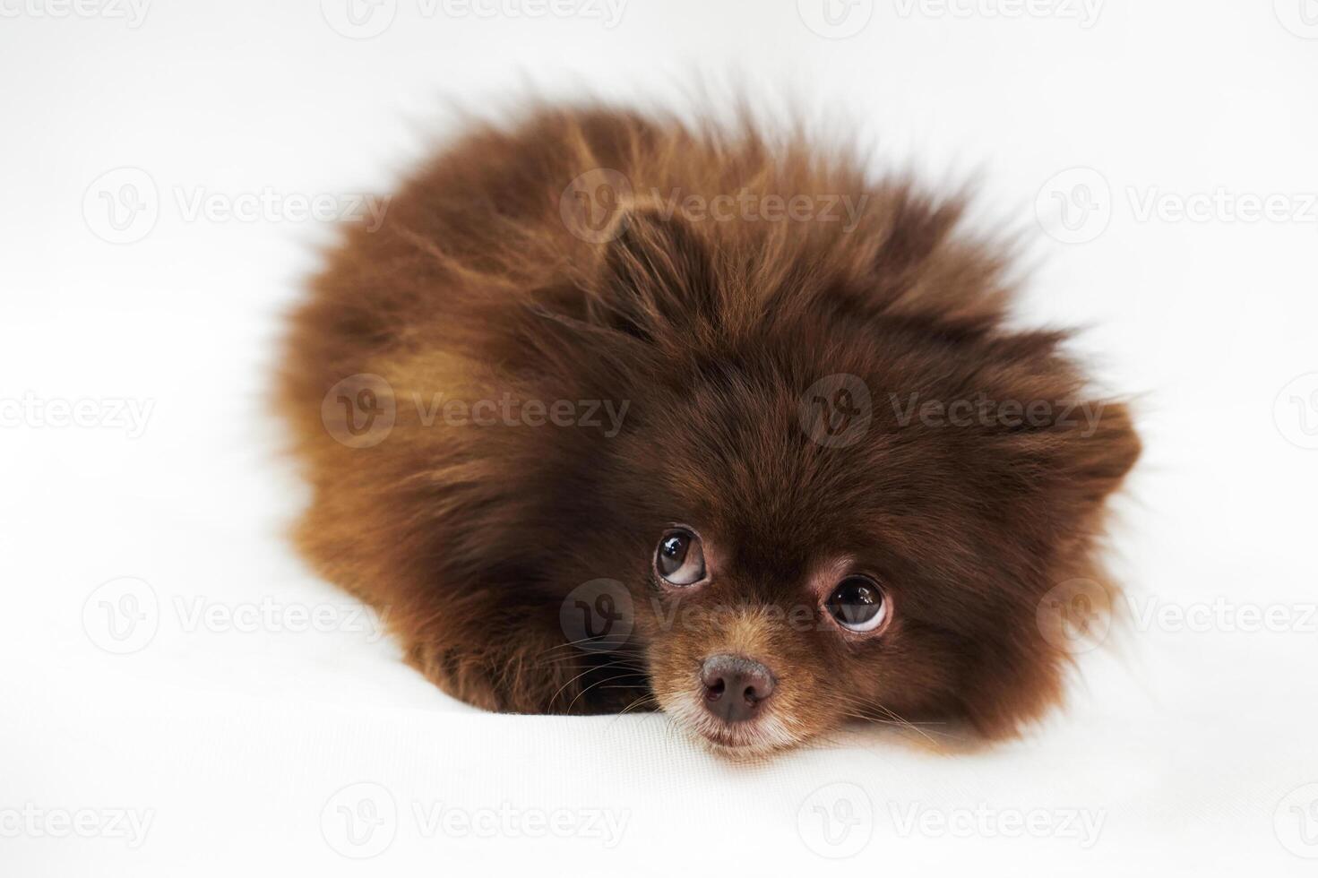 Cute brown Pomeranian Spitz dog lies and pushed nose isolated on white background, charming Spitz photo