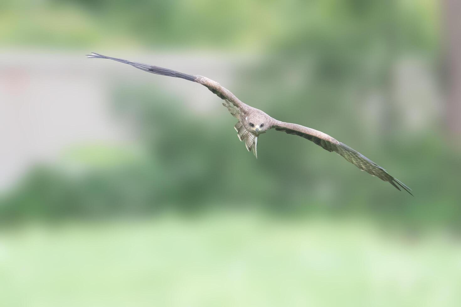 Black kites, a species of hawks photo