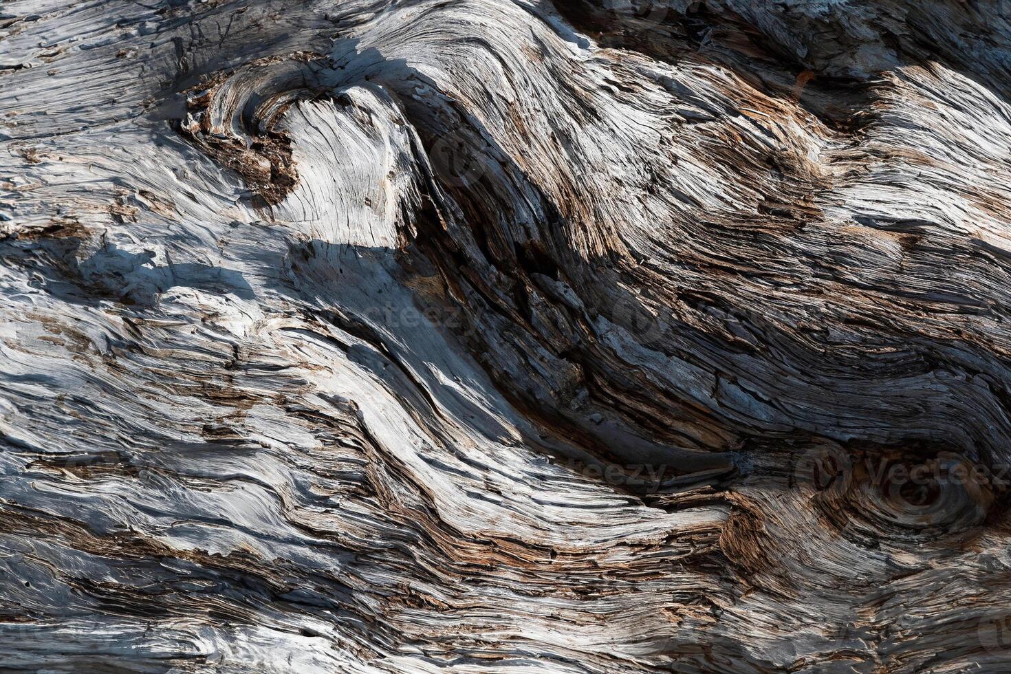 Close-Up of Weathered Tree Trunk photo