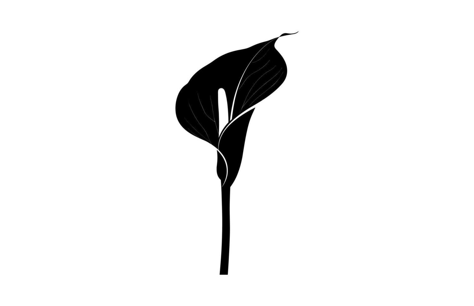 Arum Lily Silhouette vector