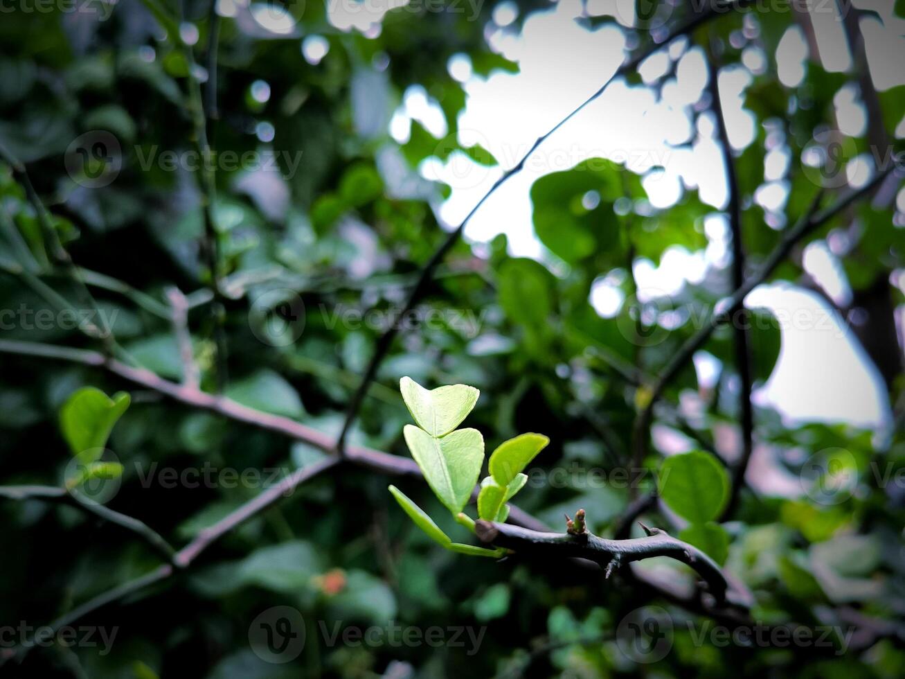 citrus hystrix leaves or kaffir lime leaves or daun jeruk purut are deep green. this leaf is commonly used as a cooking spice and treats several diseases photo