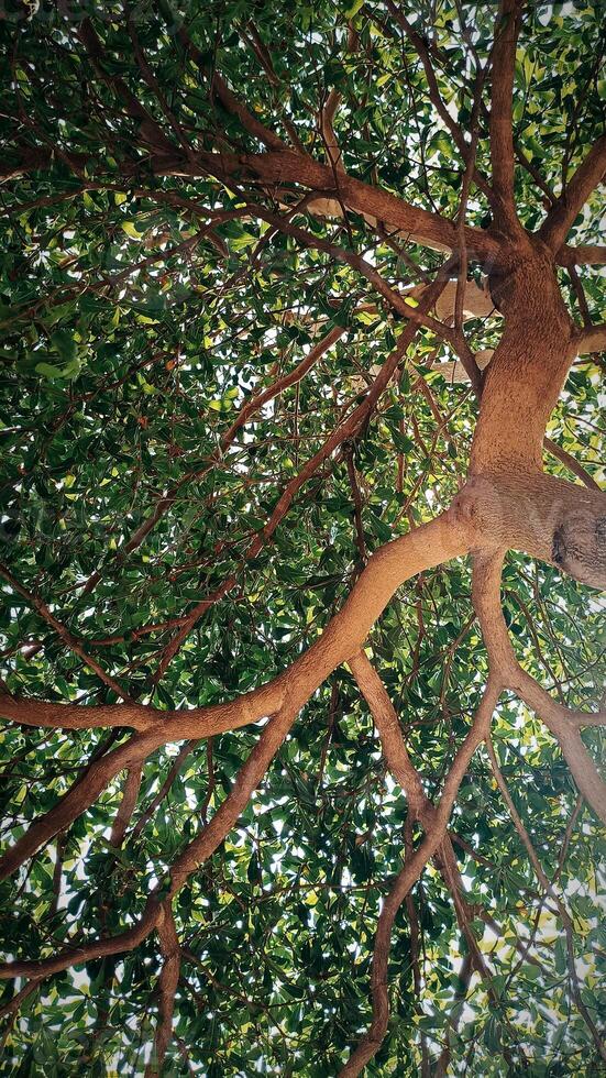 Tree branches and twigs photo