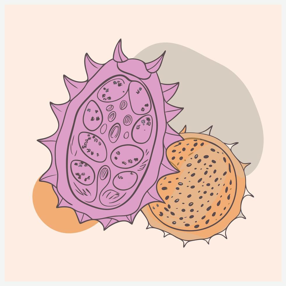 Horned Melon Fruit vector