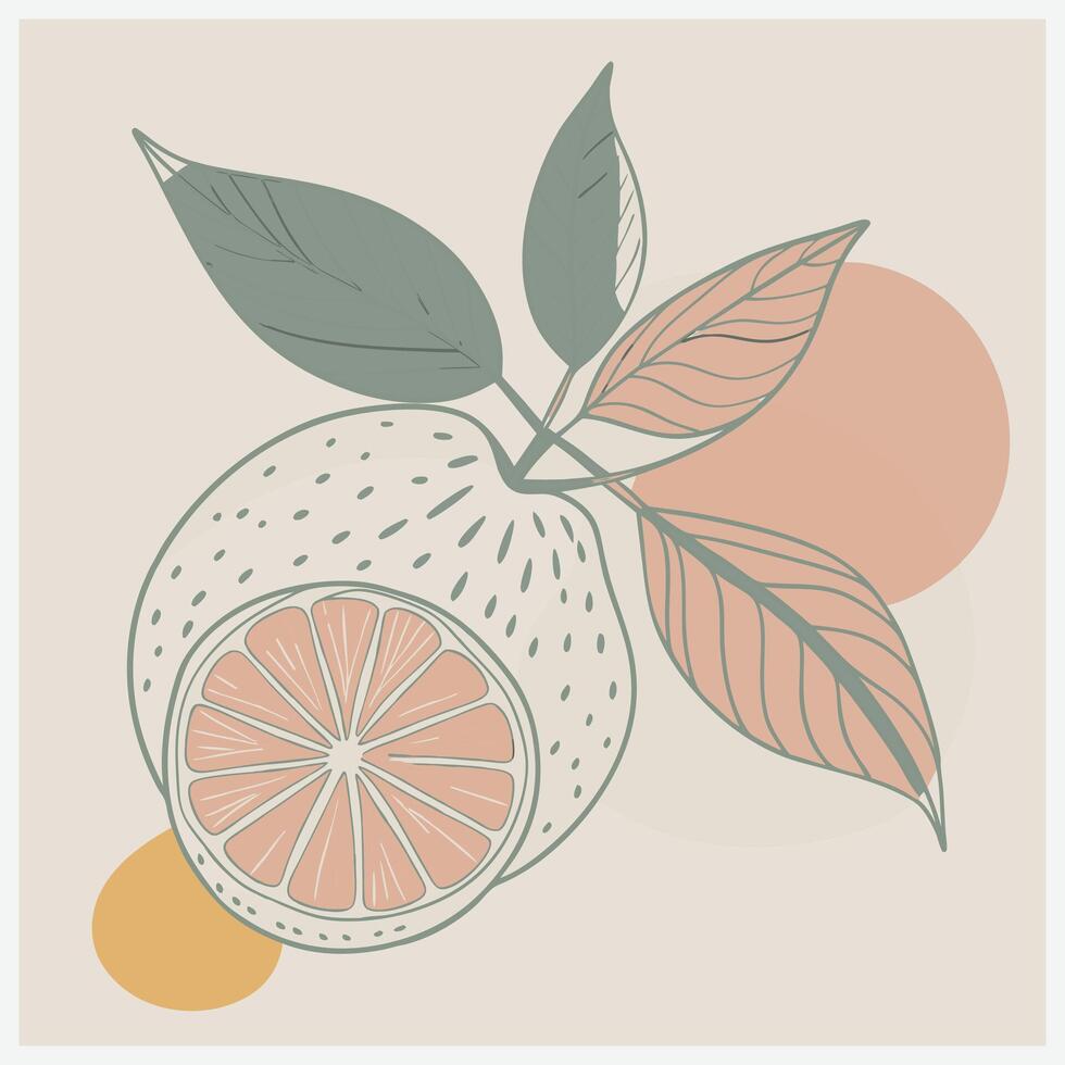 Clementine Algerian Fruit Illustration Vibrant Citrus Artwork for Fresh and Flavorful Designs vector