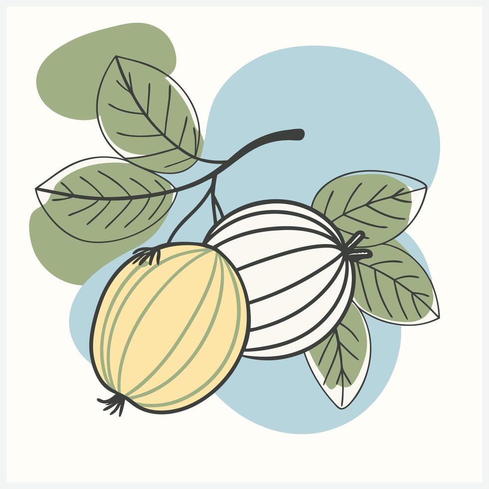 Exquisite Ceylon Gooseberry Fruit Illustration vector