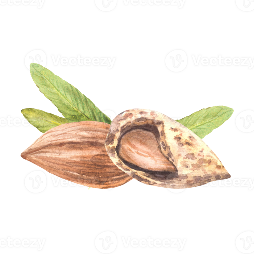 Almond nuts. Watercolor peeled and in the nutshell with leaves. Hand drawn vegan food botanical composition, snack pile. Illustration with stone fruit. Clipart on isolated background for product label png