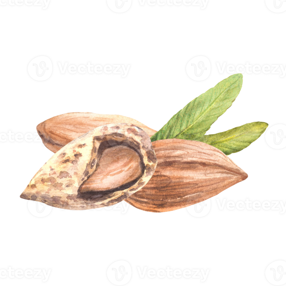 Almond nuts, roasted fruit of the almond tree. Watercolor harvest peeled kernel and in the nutshell with leaves. Hand drawn illustration Food composition for snack label Clipart on isolated background png