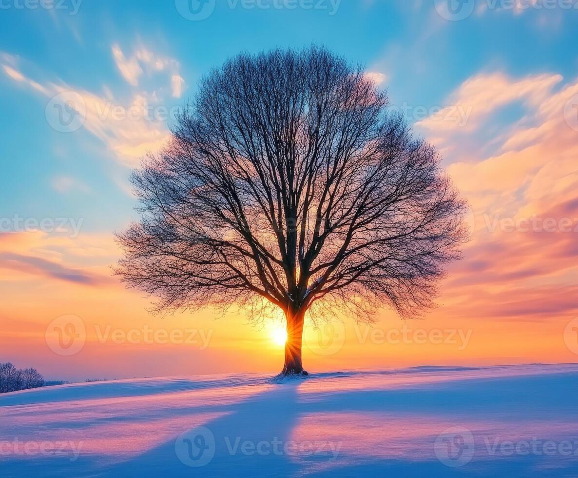 Sunset behind a solitary tree in a snowy landscape photo