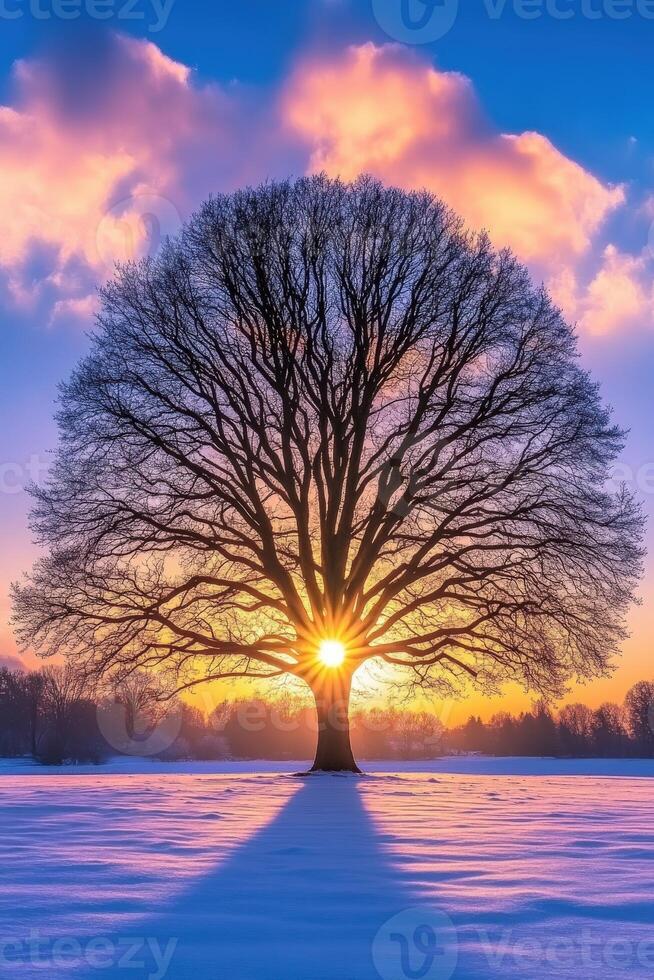 Beautiful sunset behind a solitary tree in a snowy landscape photo