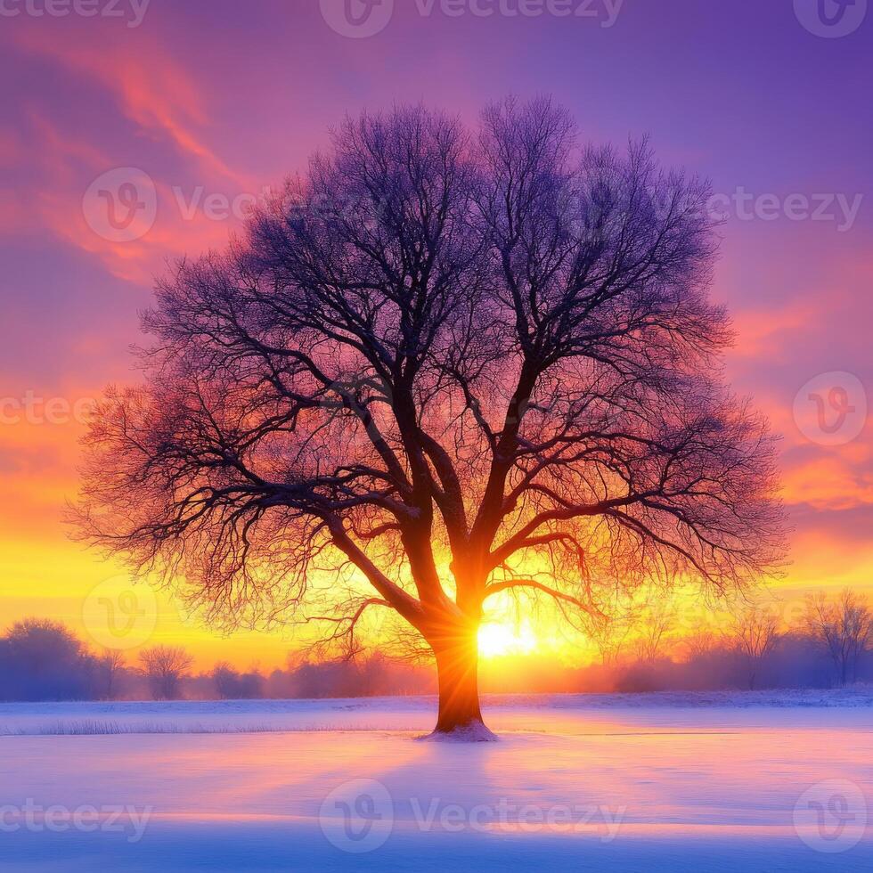 Sunset behind a large tree in a winter landscape photo
