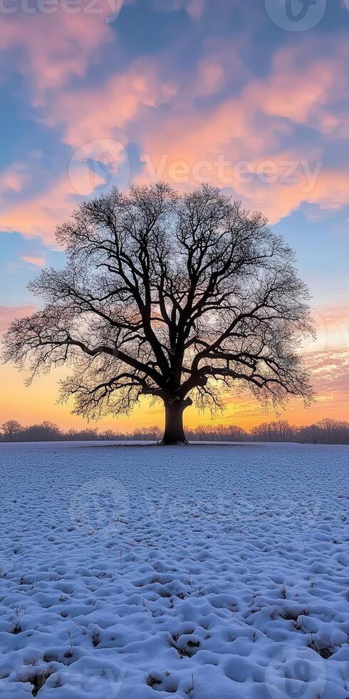 Majestic tree silhouetted against a colorful sunset in winter photo