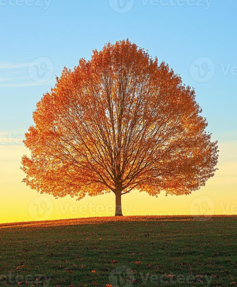 Vibrant autumn tree against a sunset in a serene landscape photo