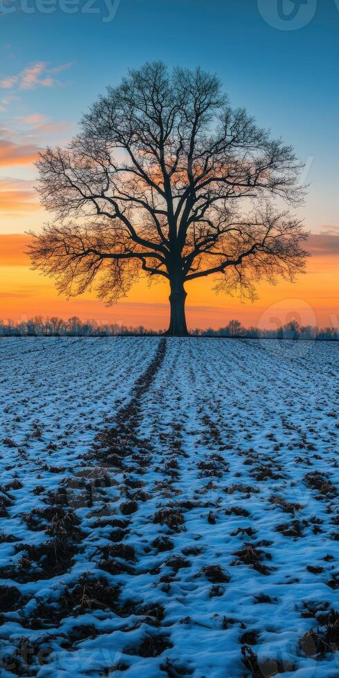 Lonely tree in snowy field at sunset in winter photo