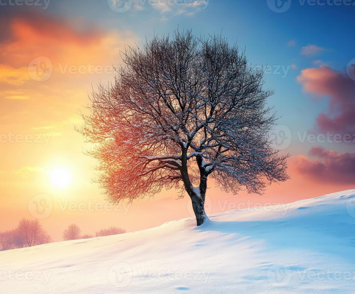 Snow-covered tree during sunset in a tranquil winter landscape photo