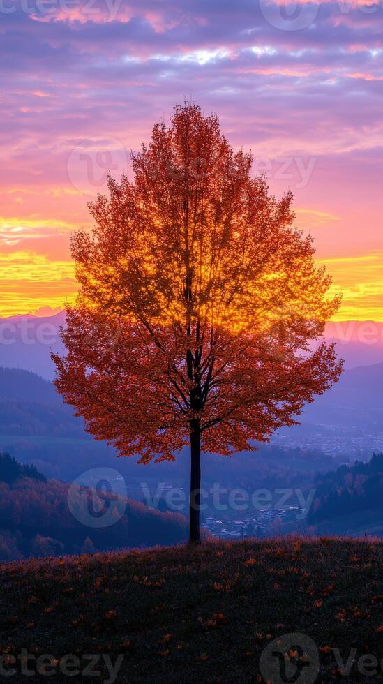 Autumn sunset over a solitary tree on a hilltop in the countryside photo