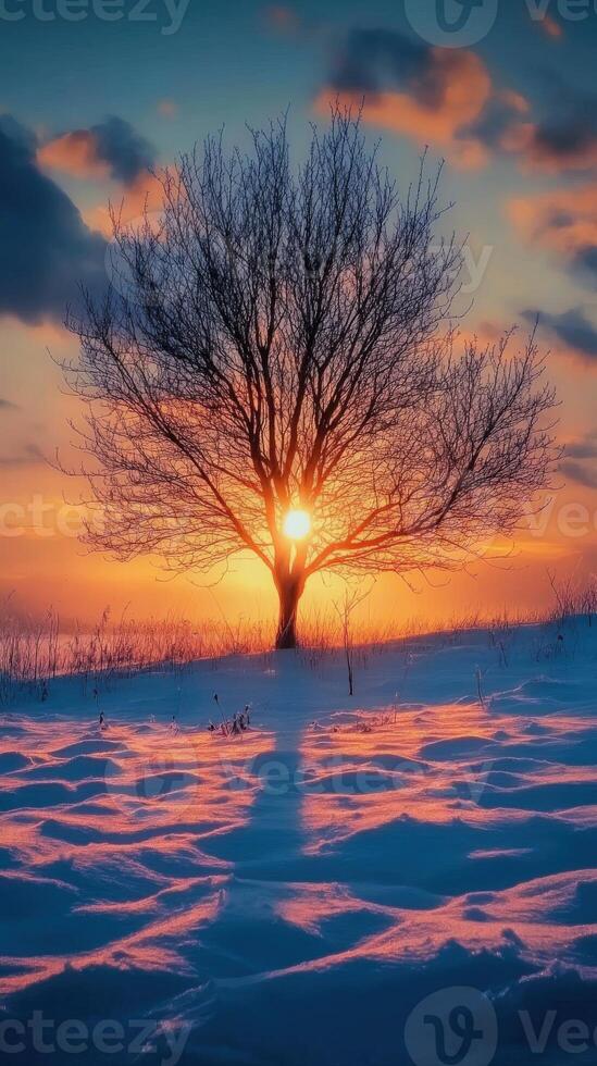Sunset behind a bare tree on a snowy landscape in winter photo