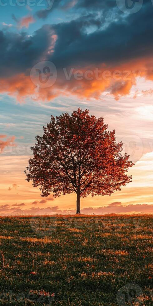 Sunset over a solitary tree in a grassy field photo
