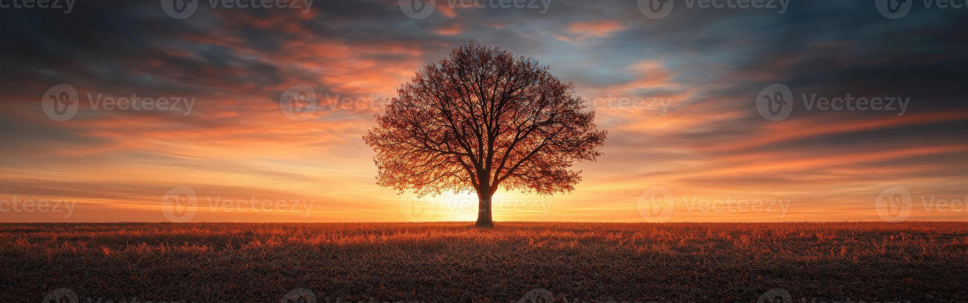 Solitary tree at sunset in an open field with colorful sky photo