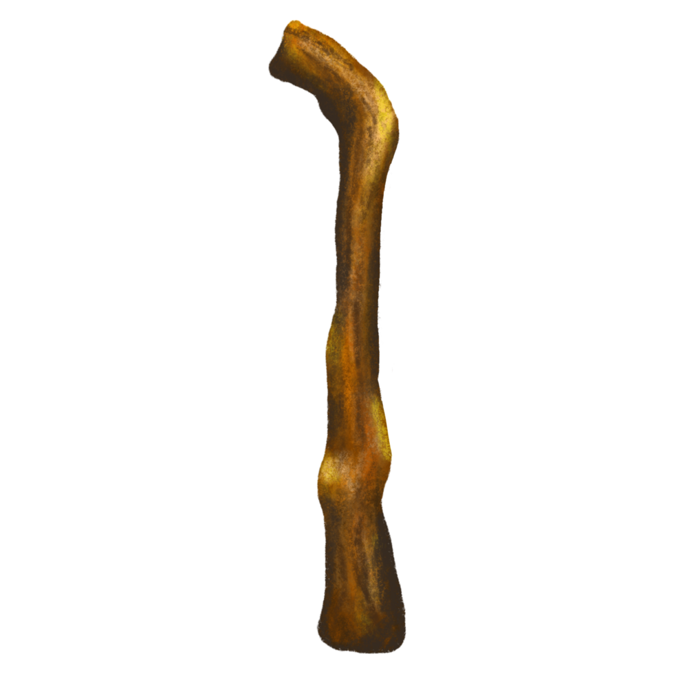 Walking wooden stick isolated illustration png