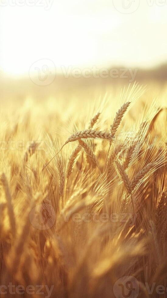 Wheat field at golden hour with soft sunlight illuminating stalks photo