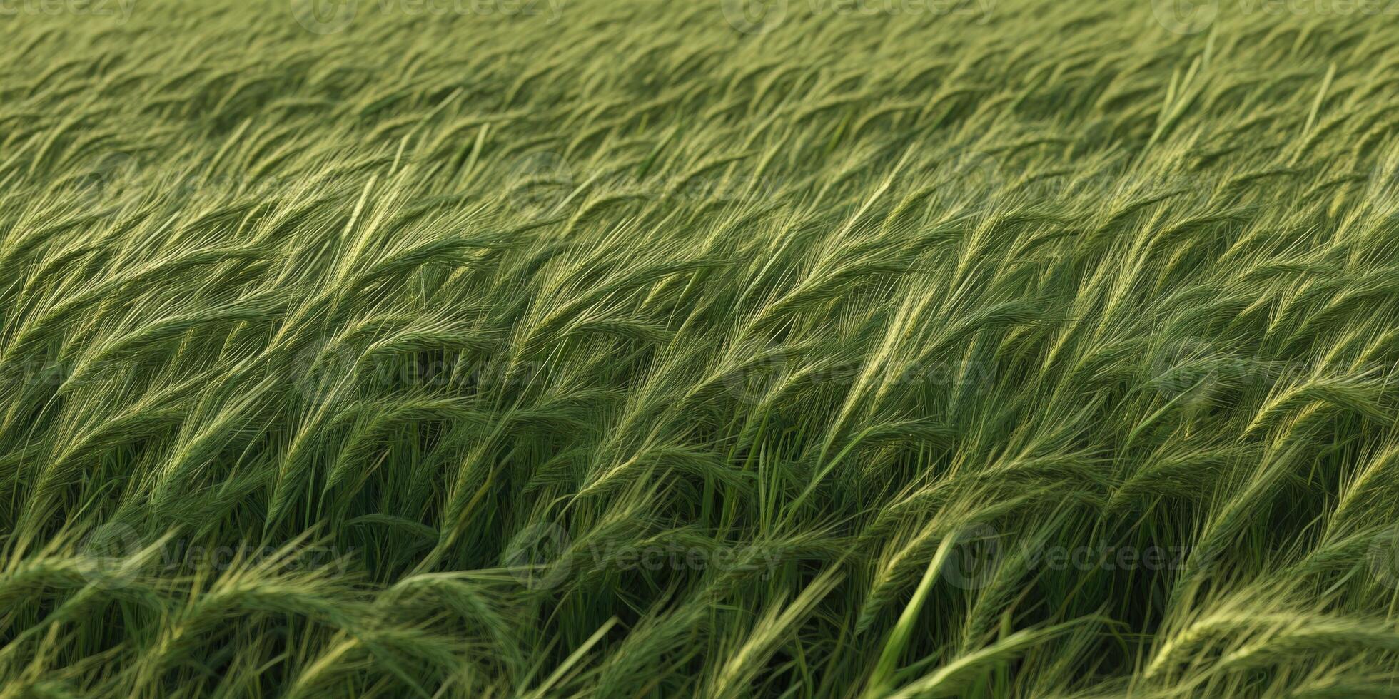 Lush green wheat fields swaying gently in the breeze during sunset photo