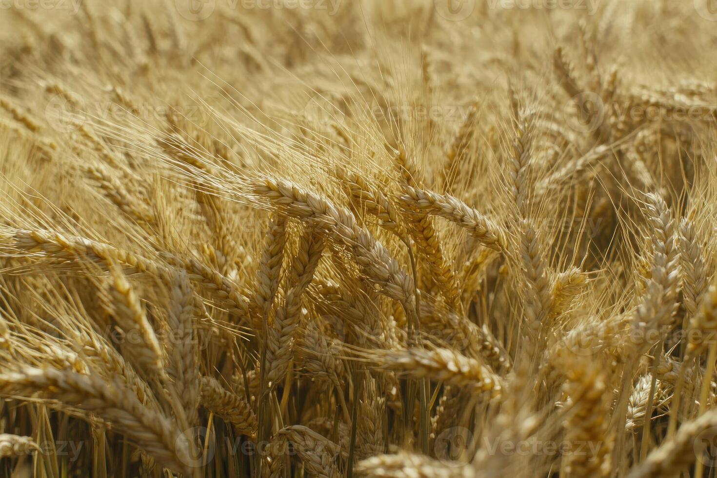 Golden wheat field swaying gently in the breeze during summer photo
