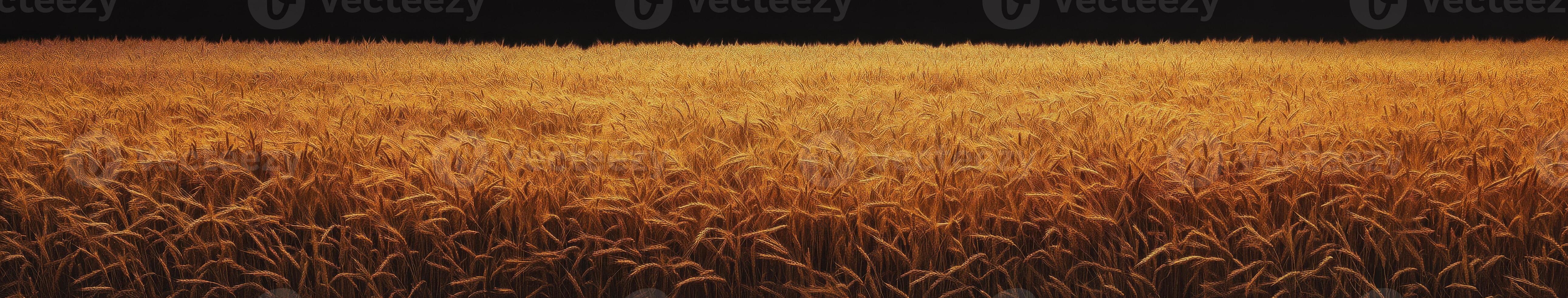 Golden wheat field during sunset in rural landscape photo