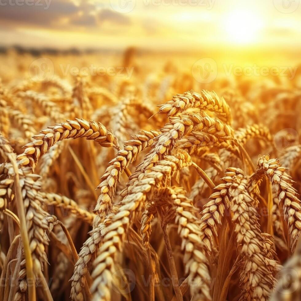 Wheat field glowing in sunset light with golden shafts of grain photo