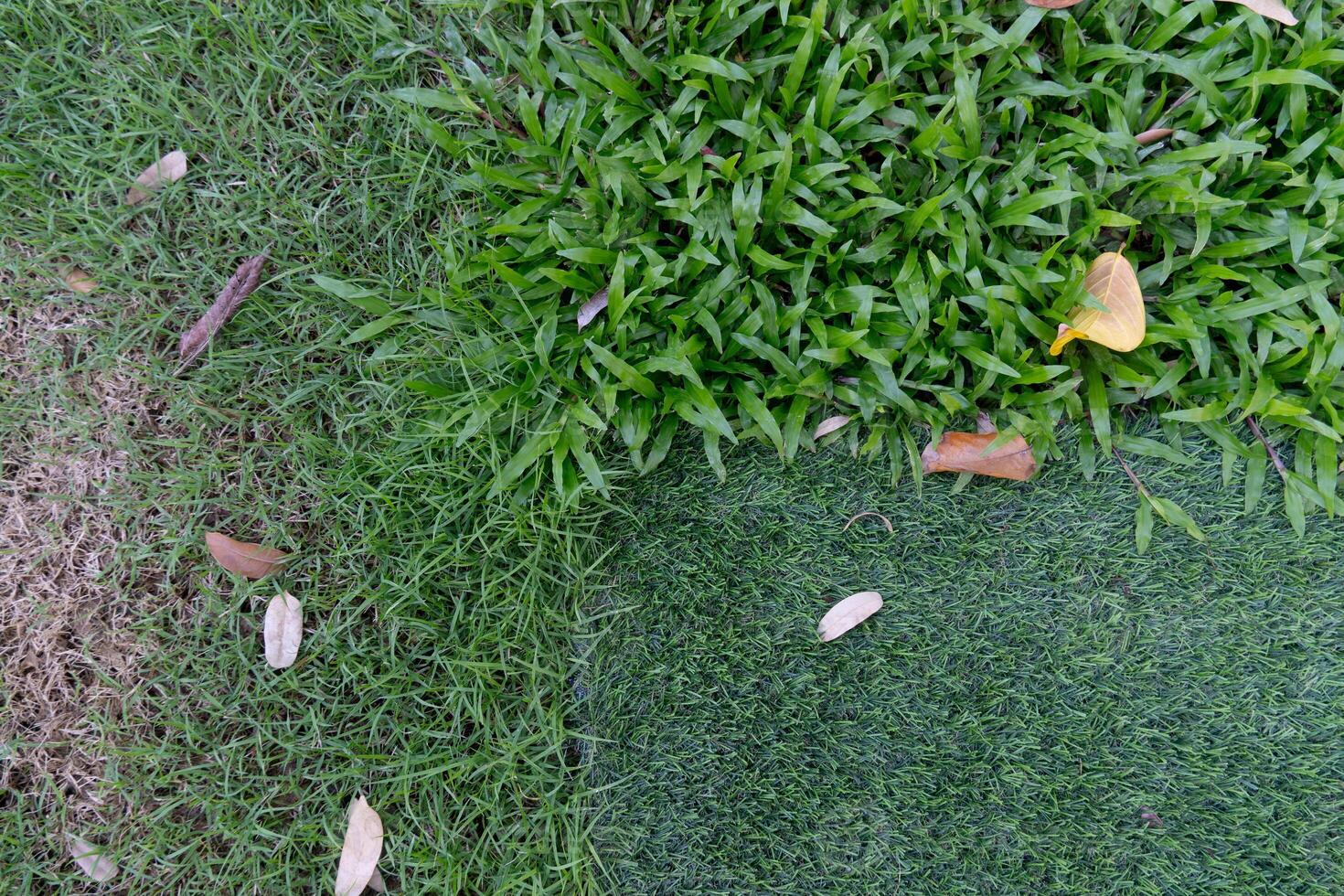 Above view of green grass. Three types of grass dwarf grass Malay grass and artificial. photo
