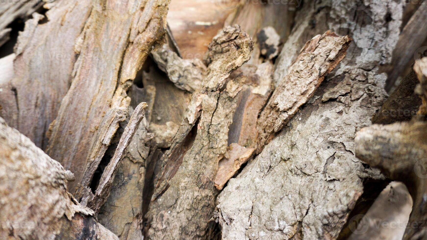 stacked logs being dried in the sun, chunks of firewoods. photo