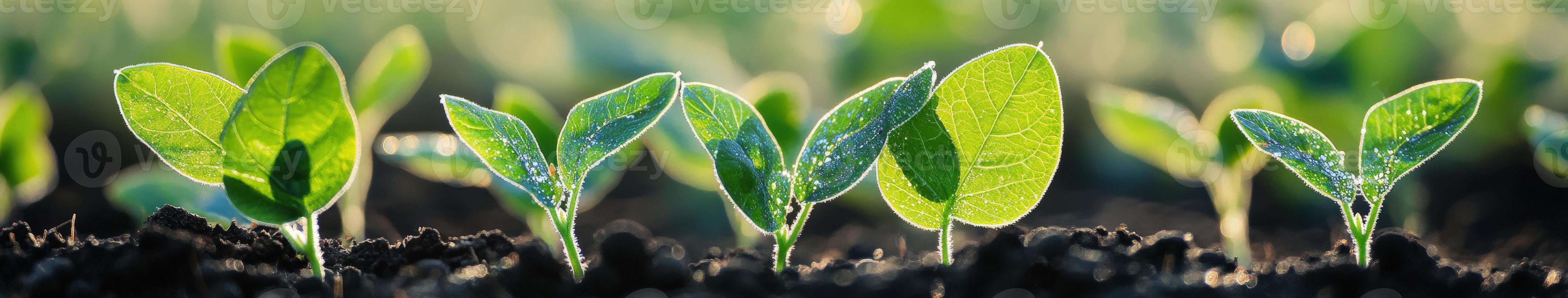 Soybean seedlings emerging in the field during spring growth photo